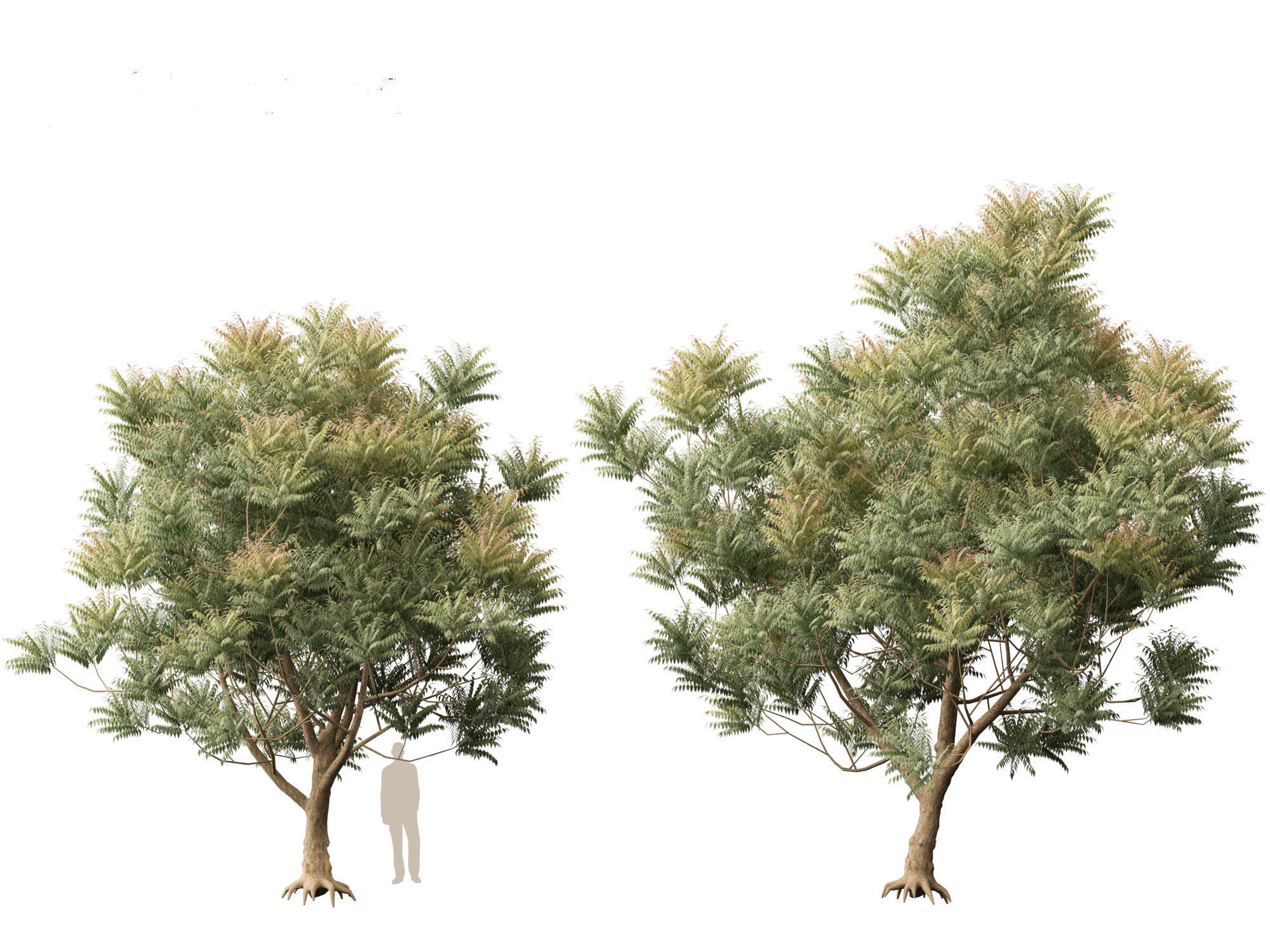 HighPolyLowPoly Azadirachta indica - neem tree Low-poly 3D model_10