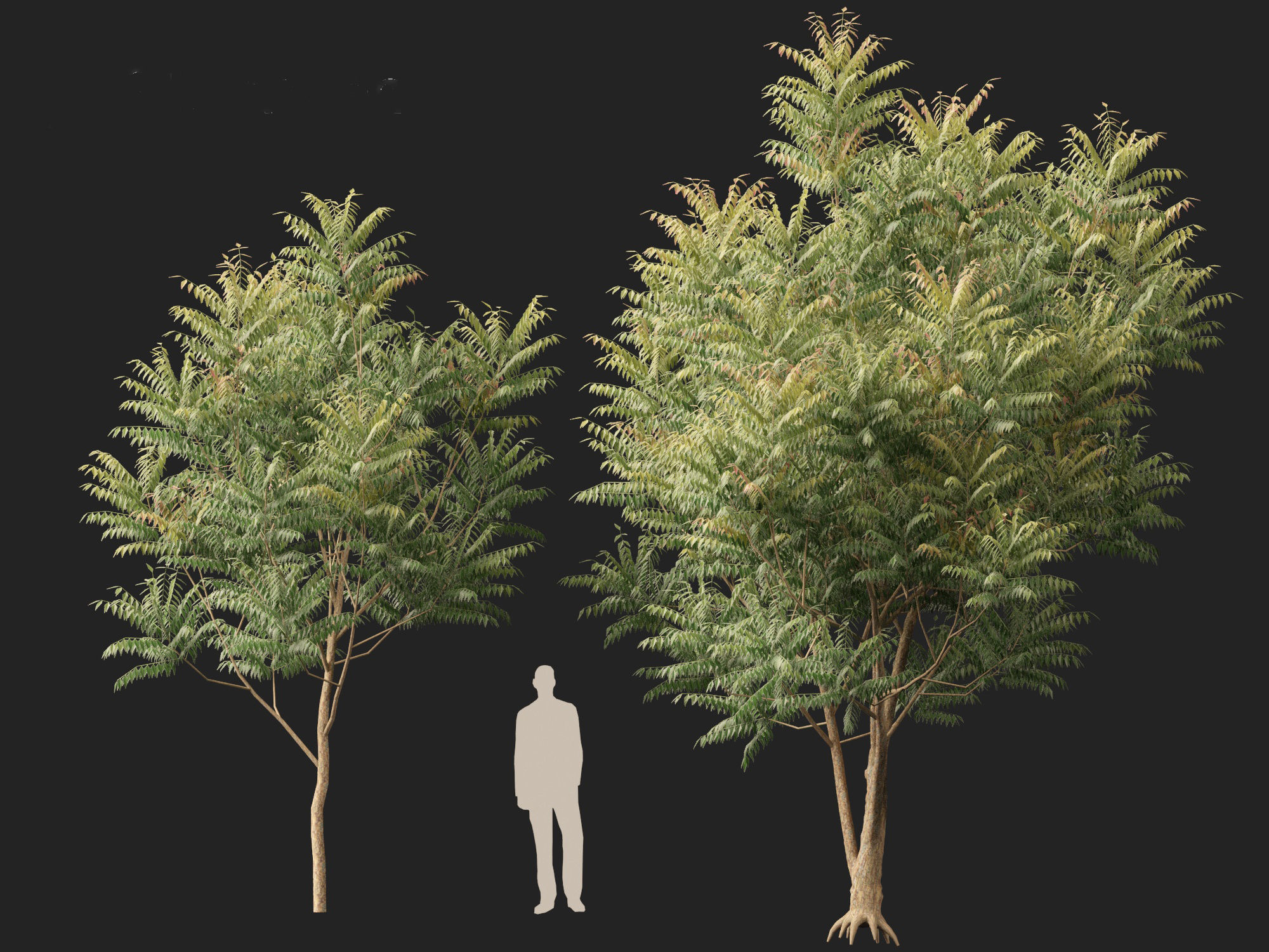 HighPolyLowPoly Azadirachta indica - neem tree Low-poly 3D model_9