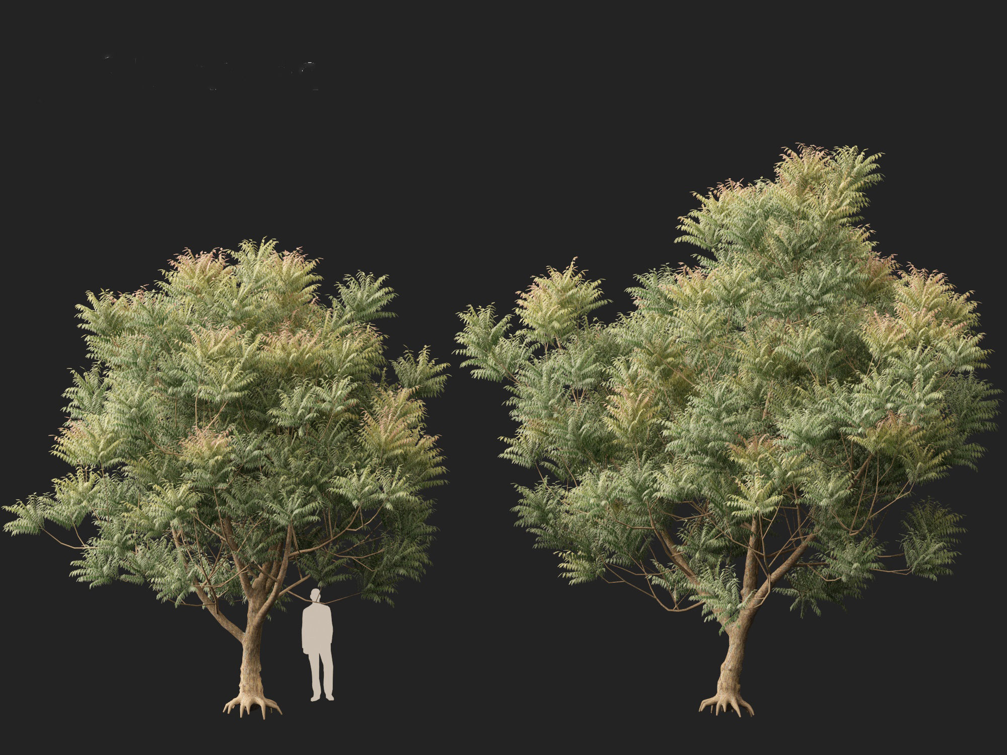 HighPolyLowPoly Azadirachta indica - neem tree Low-poly 3D model_11