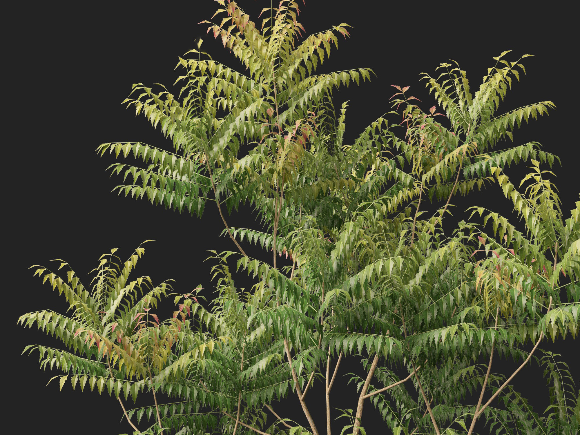 HighPolyLowPoly Azadirachta indica - neem tree Low-poly 3D model_4