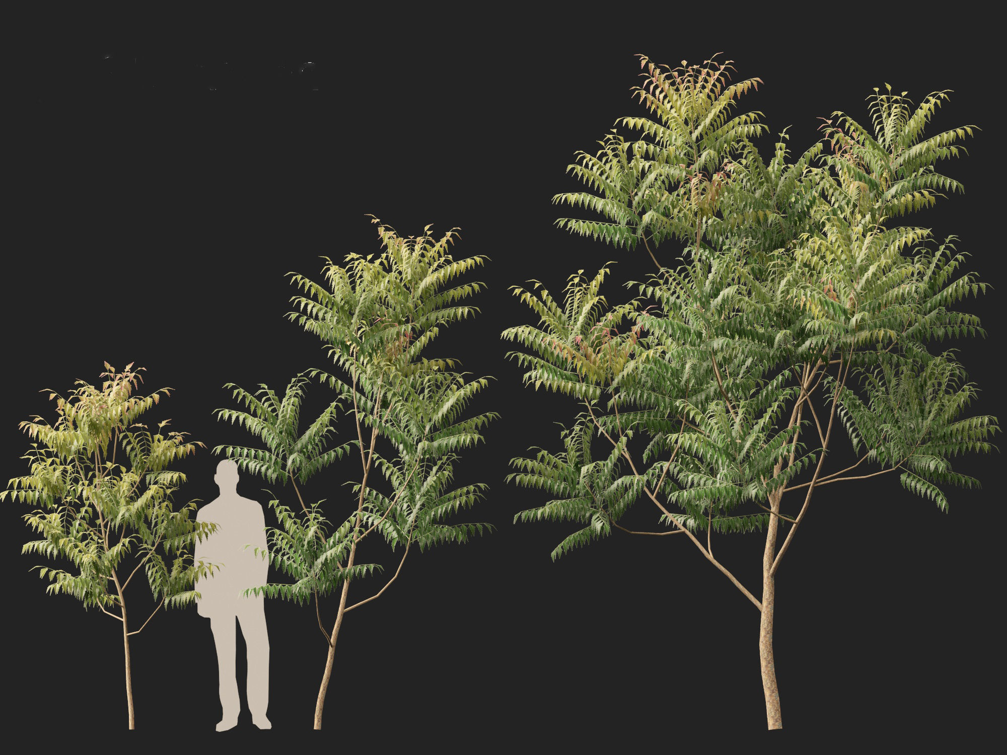 HighPolyLowPoly Azadirachta indica - neem tree Low-poly 3D model_7
