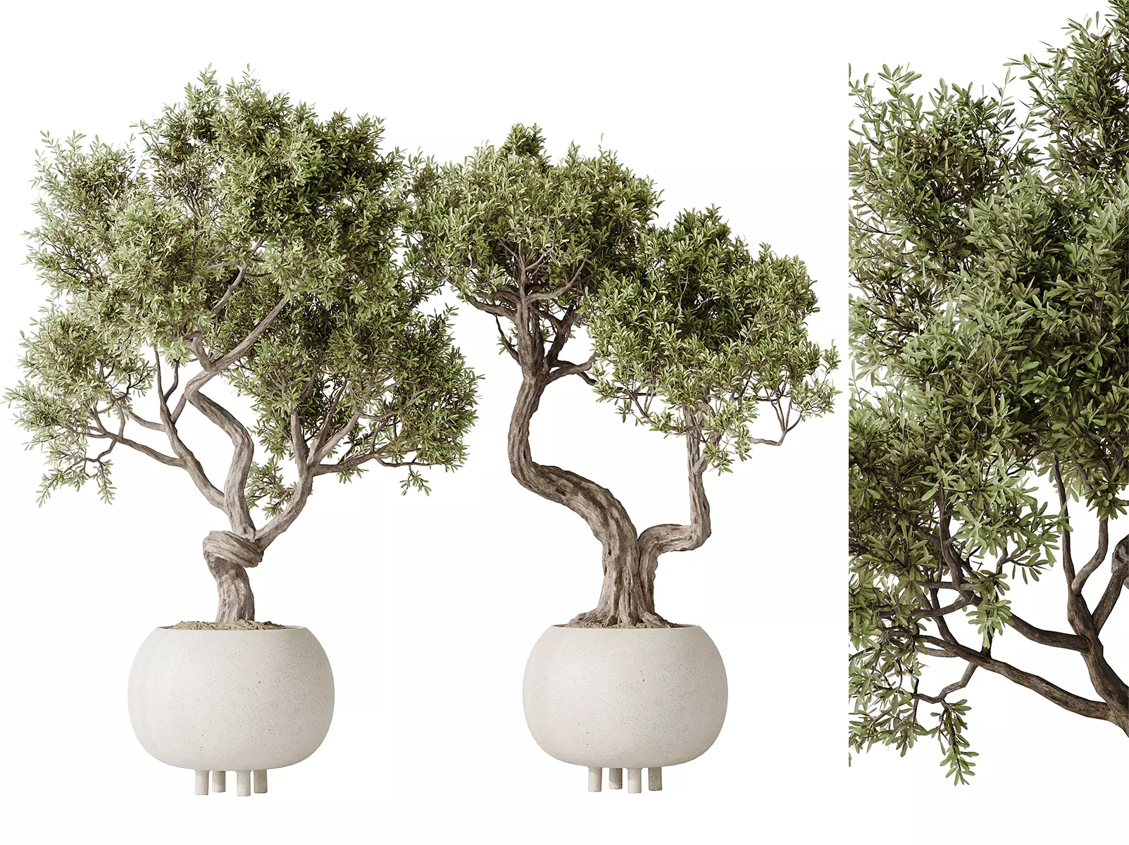 AV Indoor plants set 138 Ficus Retusa Microcarpa Bonsai Ginseng 3D model