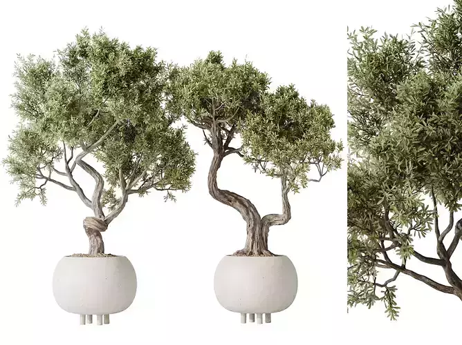 AV Indoor plants set 138 Ficus Retusa Microcarpa Bonsai Ginseng