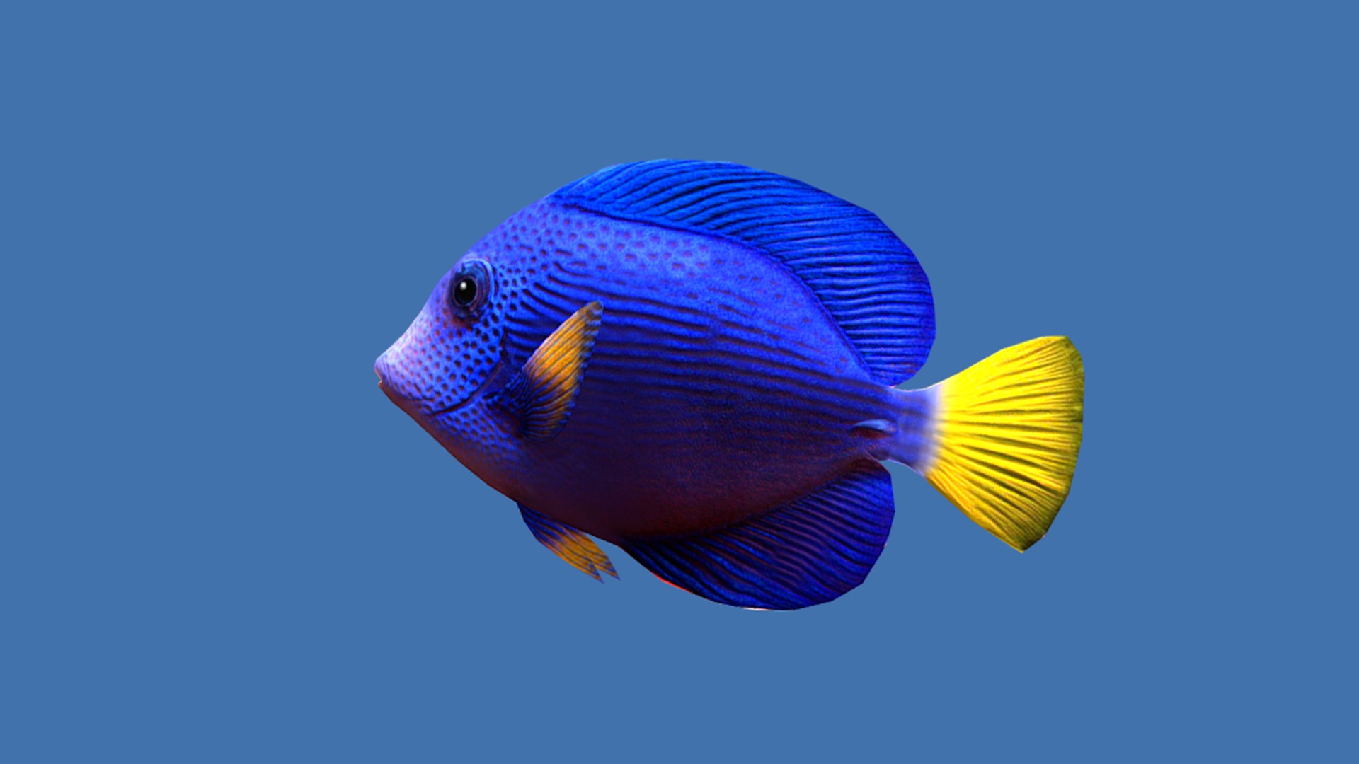 Purple Tang Schooling Fish Low-poly 3D model_5