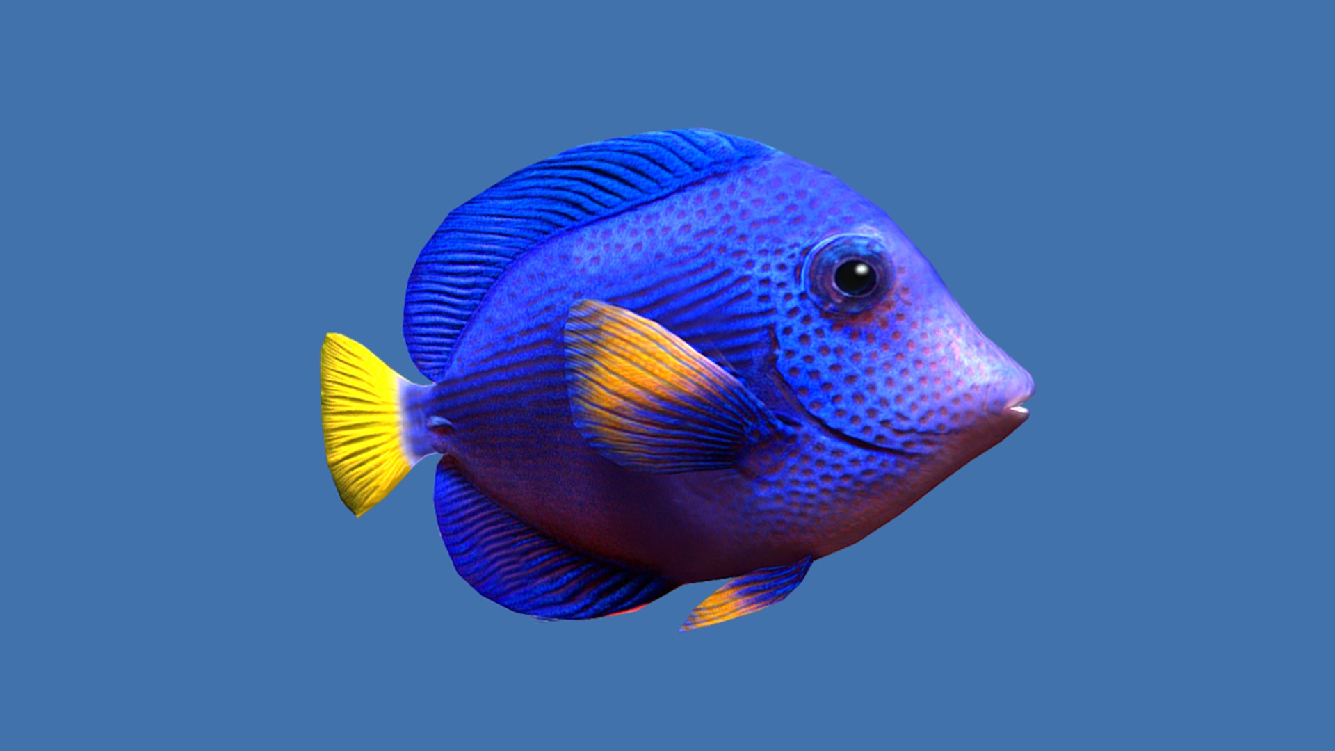 Purple Tang Schooling Fish Low-poly 3D model_4