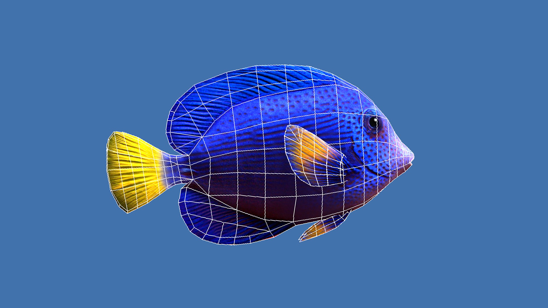 Purple Tang Schooling Fish Low-poly 3D model_3