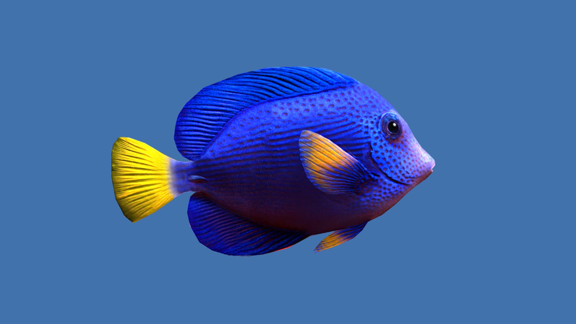 Purple Tang Schooling Fish Low-poly 3D model_2