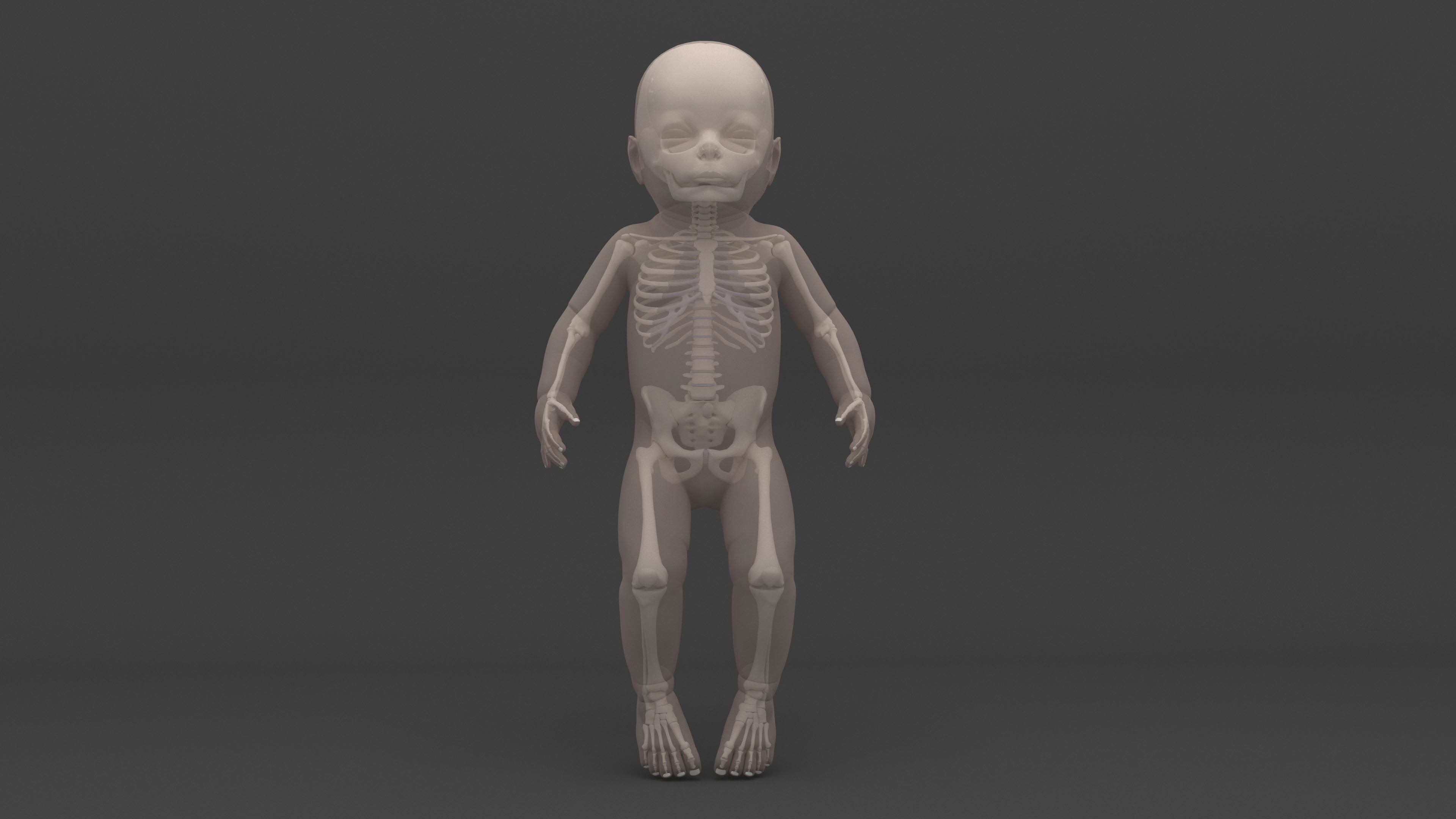 Infant 3D Model - Baby and Full Skeleton 3D model_3