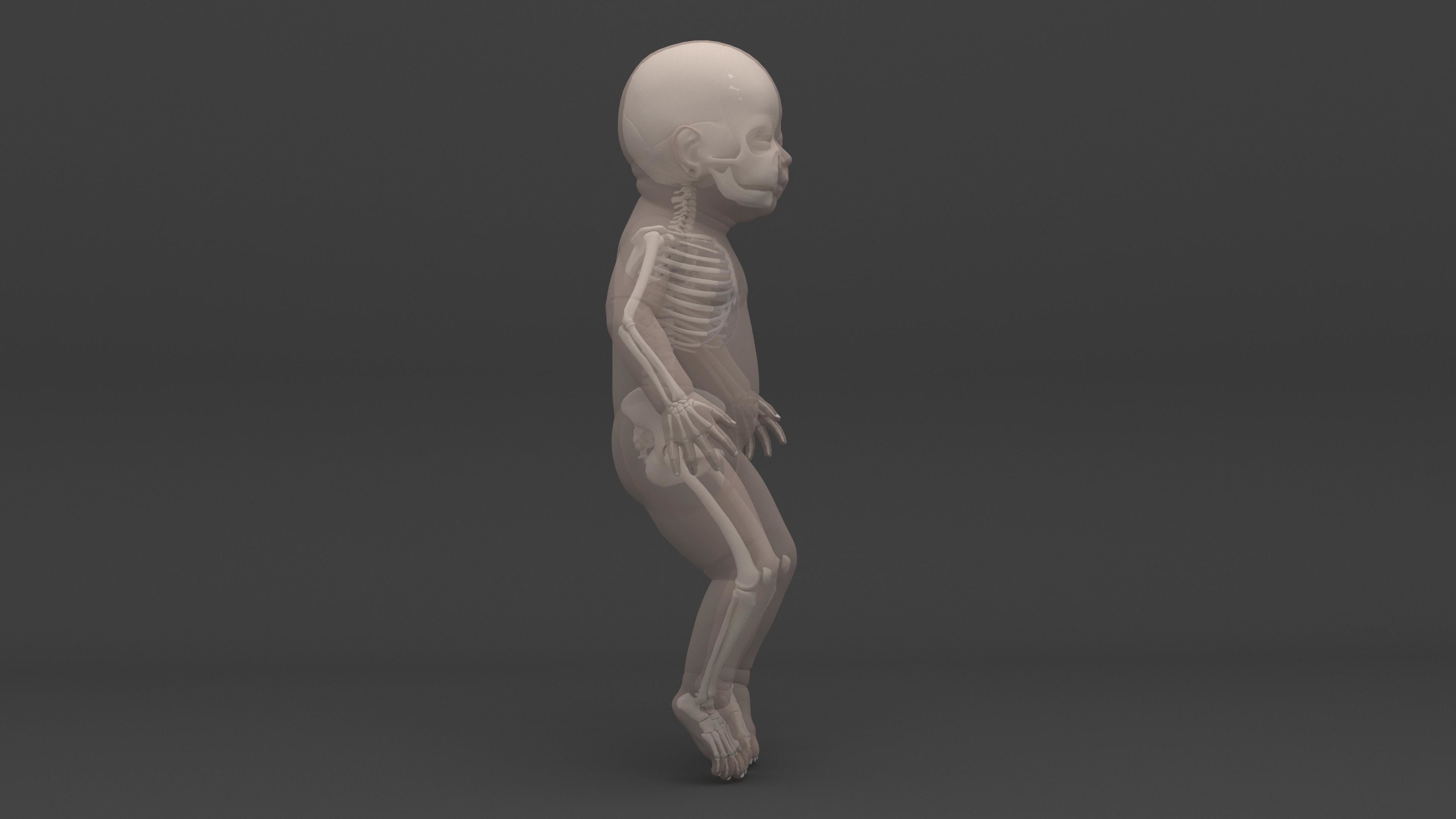 Infant 3D Model - Baby and Full Skeleton 3D model_4