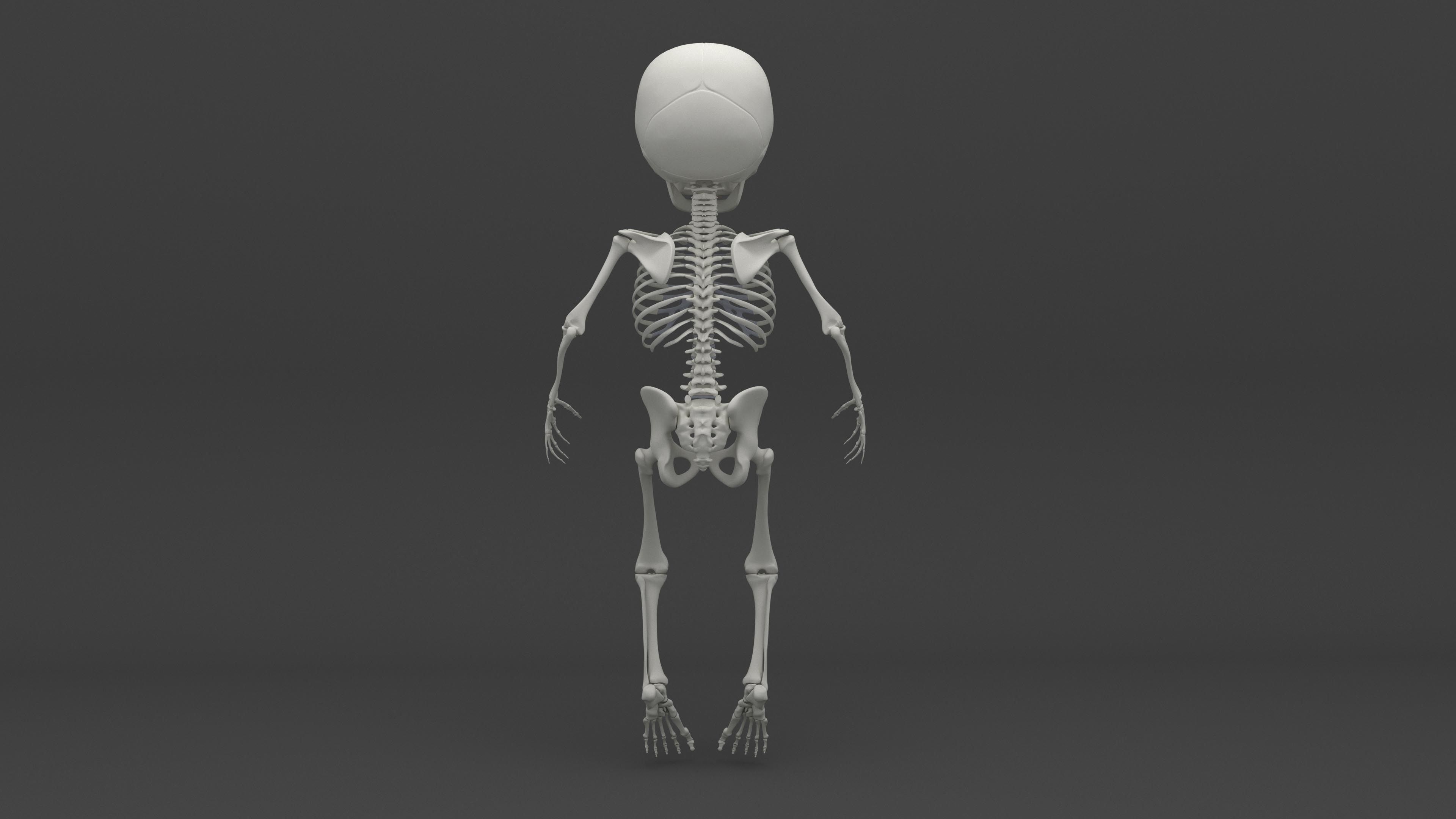 Infant 3D Model - Baby and Full Skeleton 3D model_8