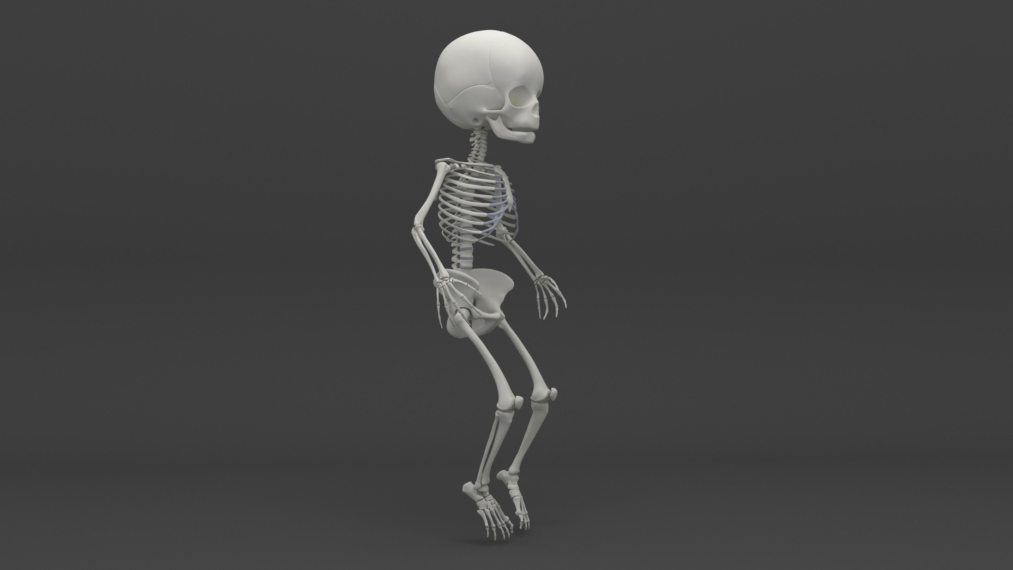 Infant 3D Model - Baby and Full Skeleton 3D model_7