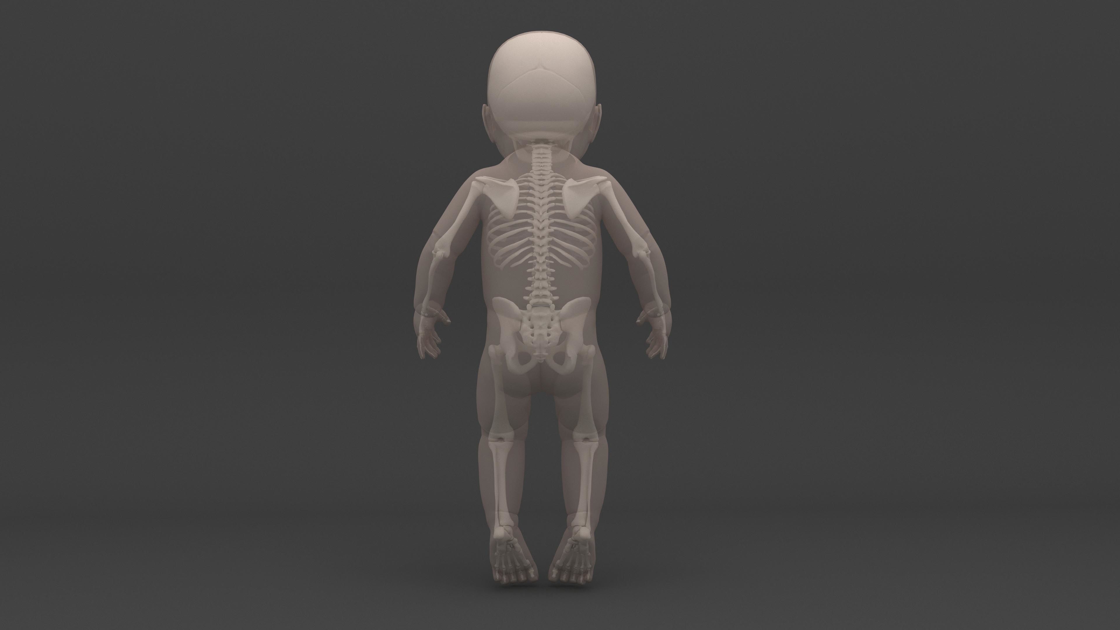 Infant 3D Model - Baby and Full Skeleton 3D model_5