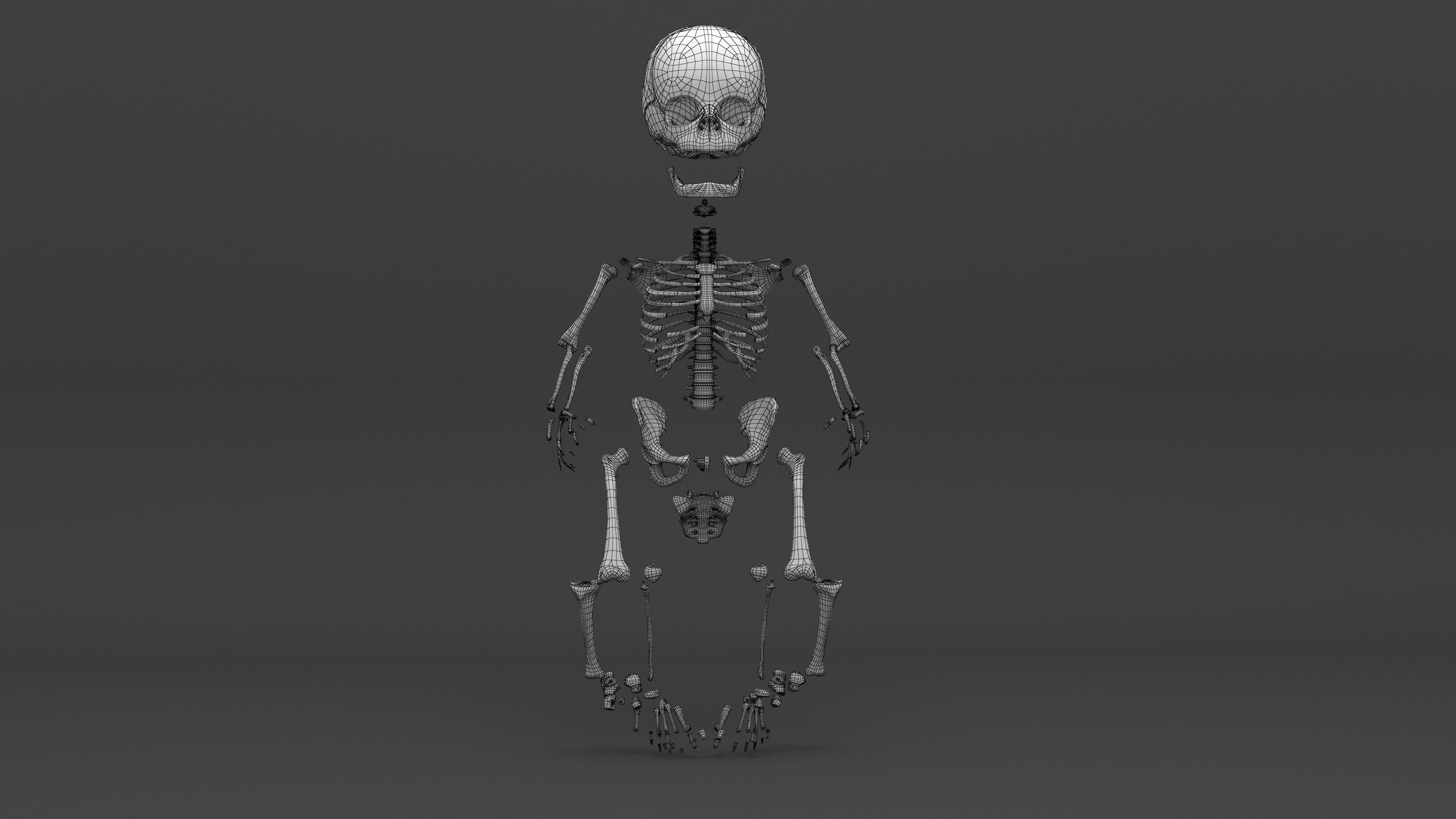 Infant 3D Model - Baby and Full Skeleton 3D model_10