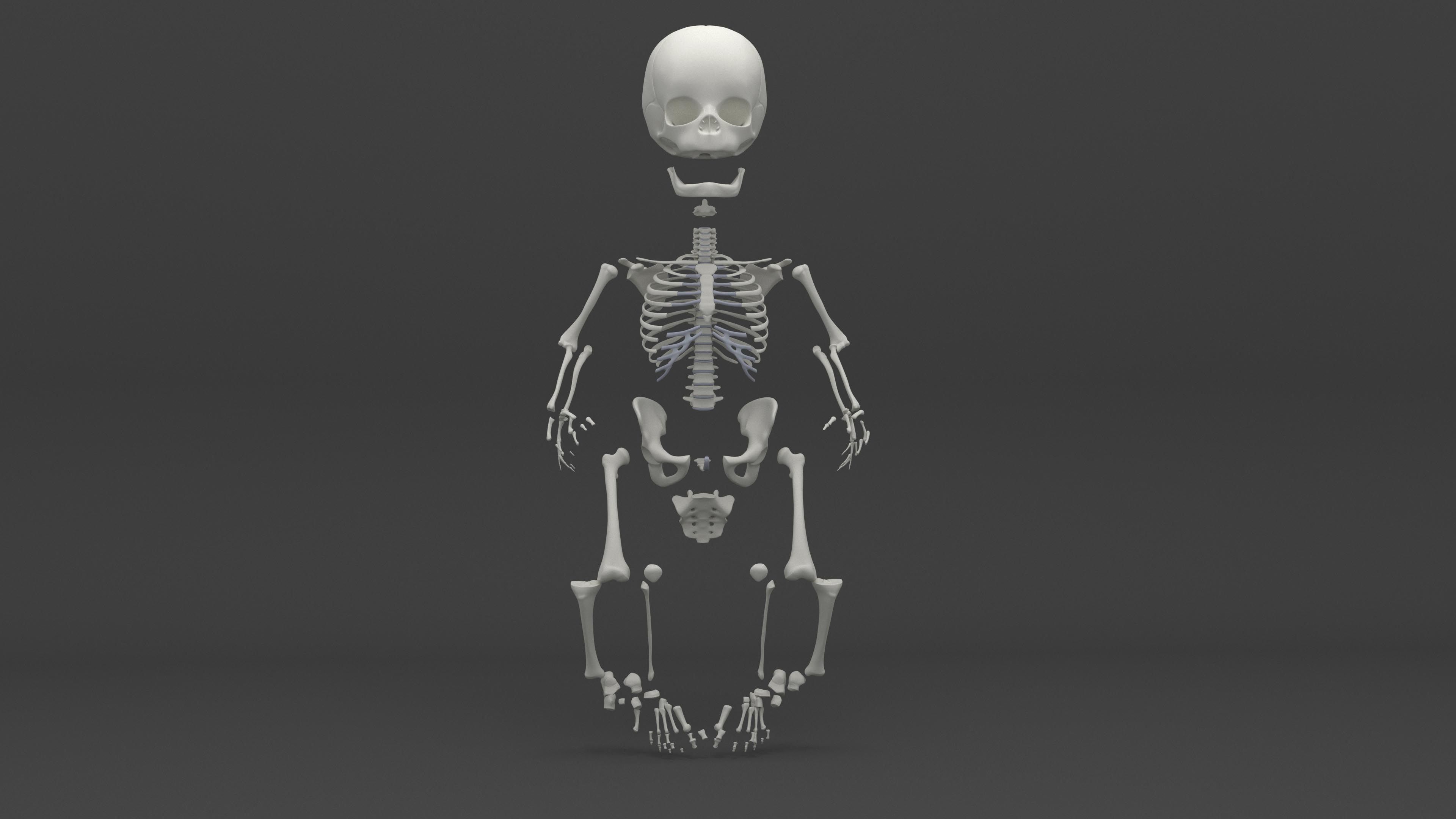 Infant 3D Model - Baby and Full Skeleton 3D model_9