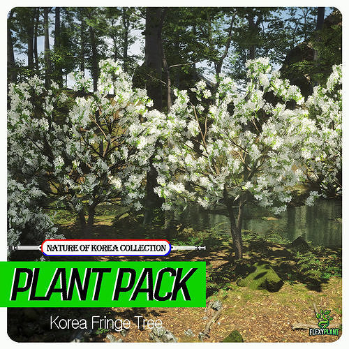 Korean Endemic Species Plant - 5 Korean Fringe Flower Tree Low-poly 3D model