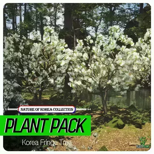 Korean Endemic Species Plant - 5 Korean Fringe Flower Tree