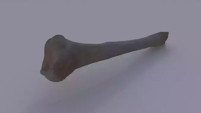 Bone 3D model