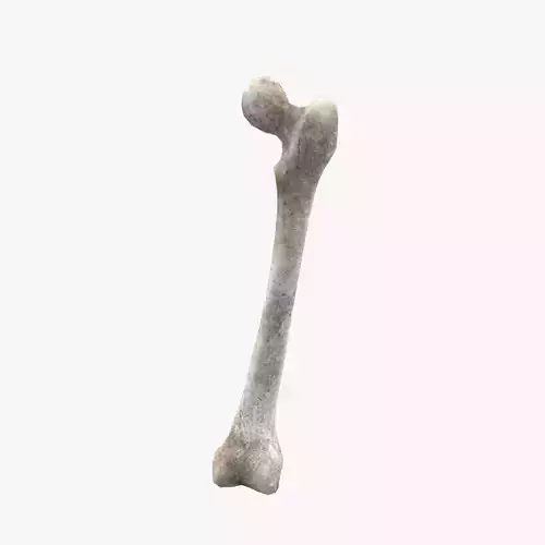 Medieval Femur Bone Low-poly 3D model