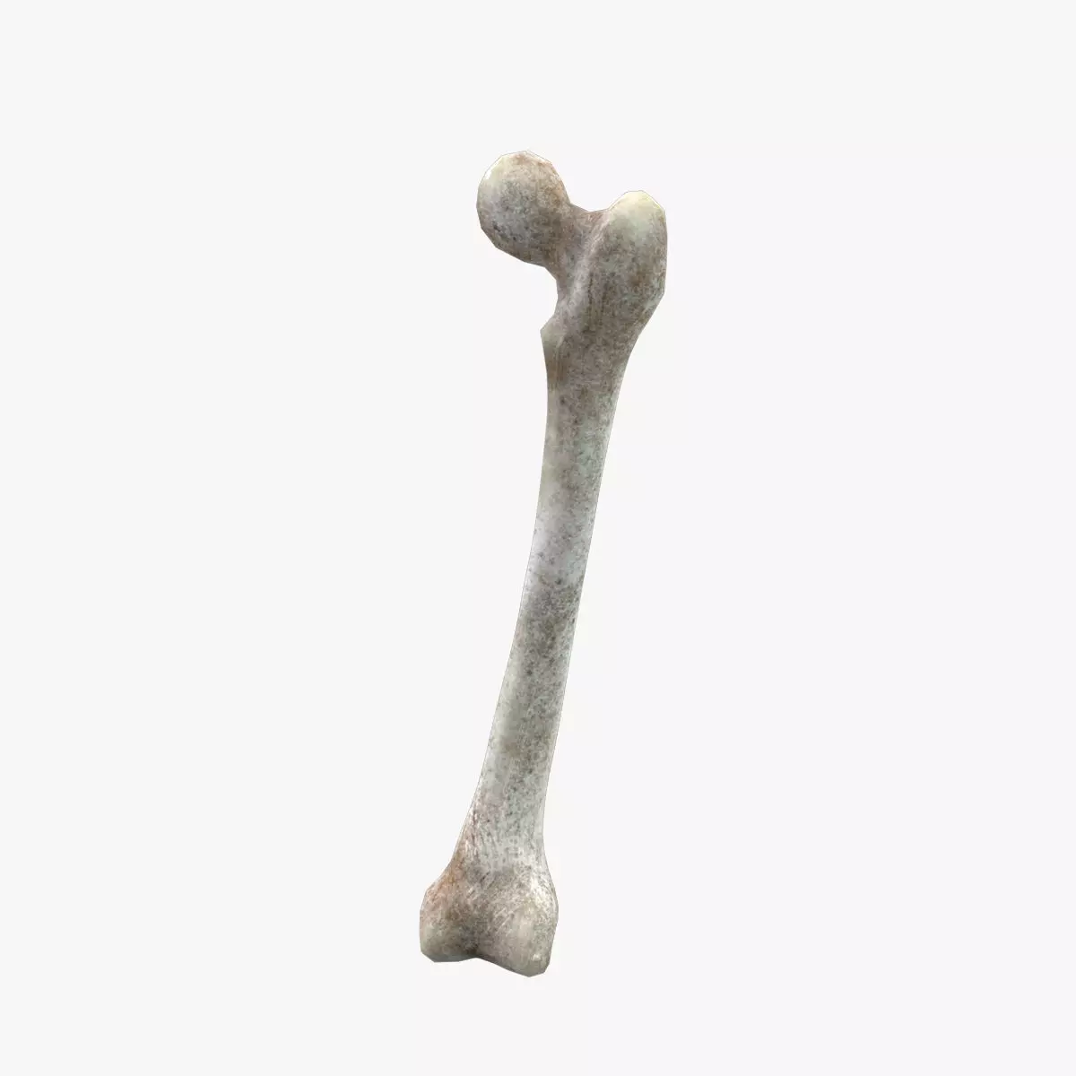 Medieval Femur Bone Low-poly 3D model_0