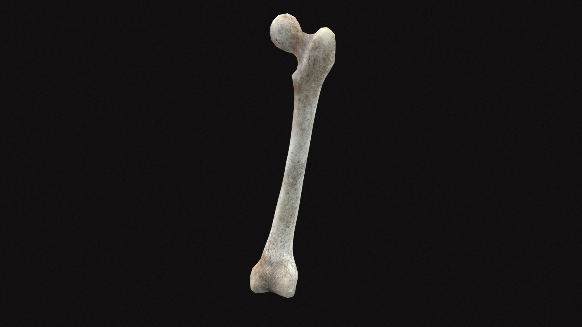 Medieval Femur Bone Low-poly 3D model_4