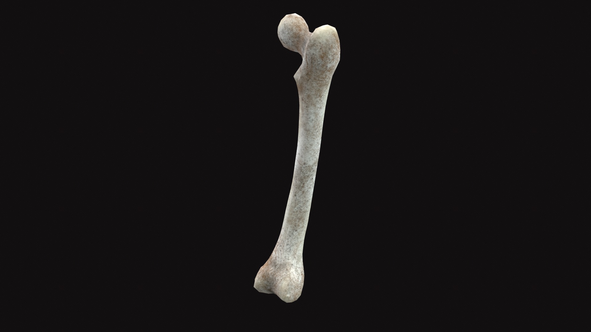 Medieval Femur Bone Low-poly 3D model_6