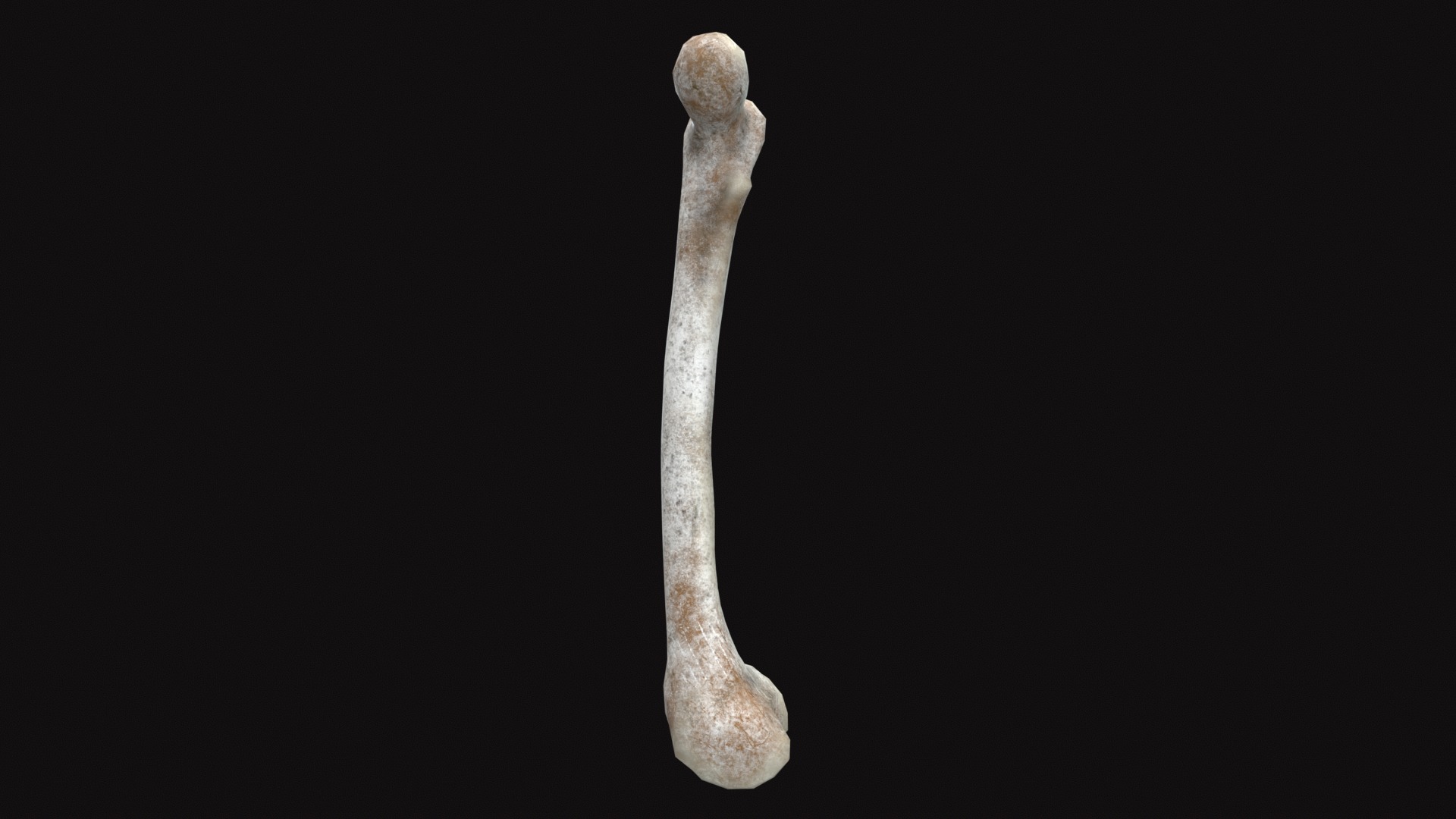 Medieval Femur Bone Low-poly 3D model_5