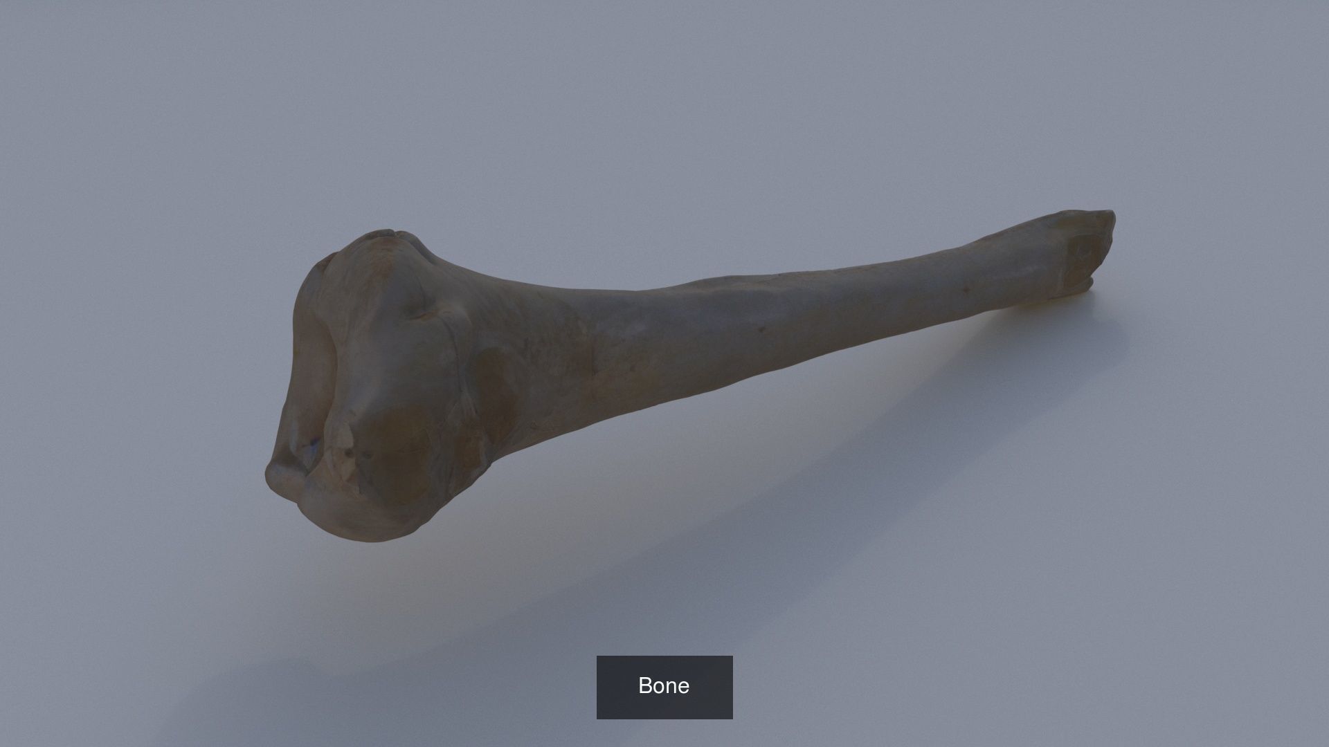 Halloween items 3D Model Collection_1