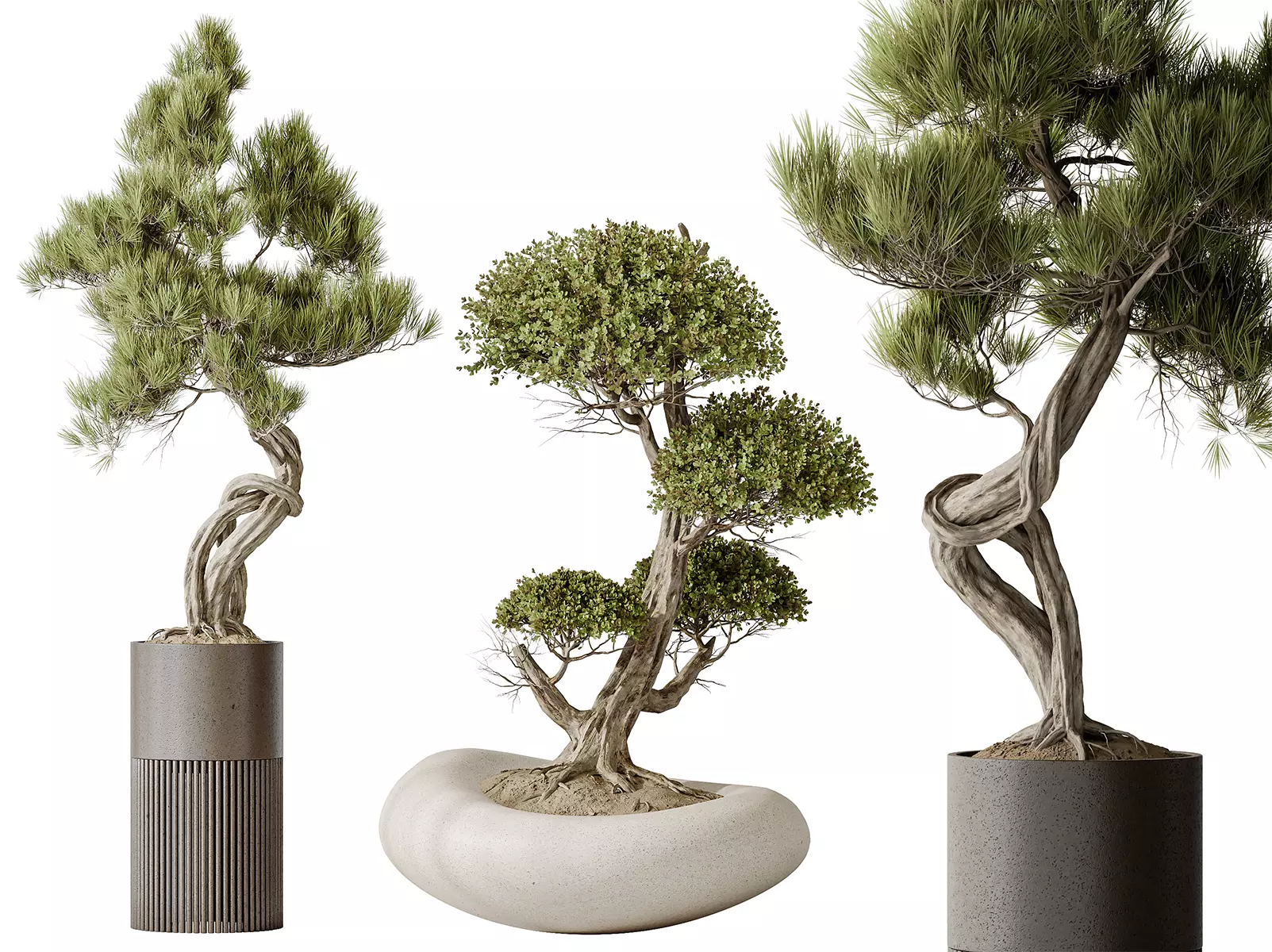 AV Indoor plants set 139 Pinus and Ficus Bonsai Ginseng 3D model