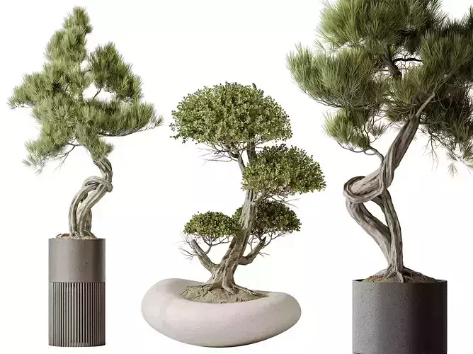 AV Indoor plants set 139 Pinus and Ficus Bonsai Ginseng