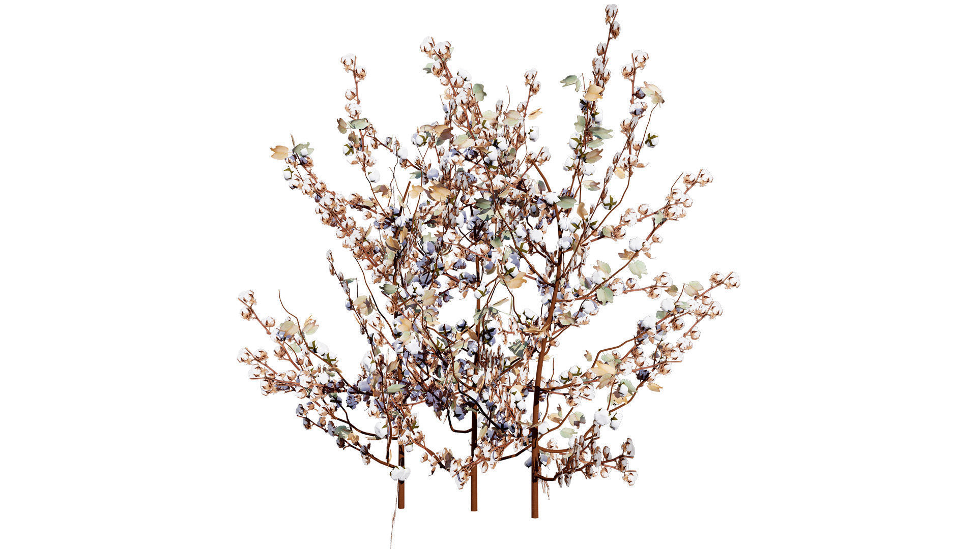 Cotton Plant 3D Model Low-poly 3D model_6