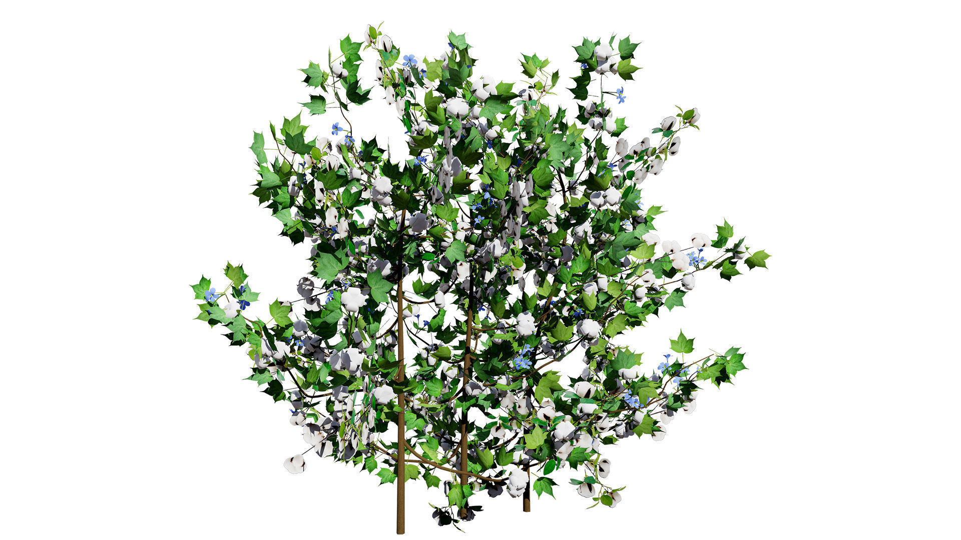 Cotton Plant 3D Model Low-poly 3D model_2