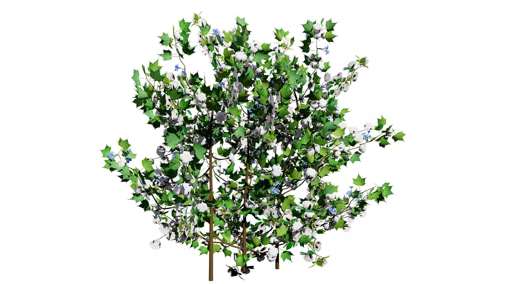 Cotton Plant 3D Model Low-poly 3D model