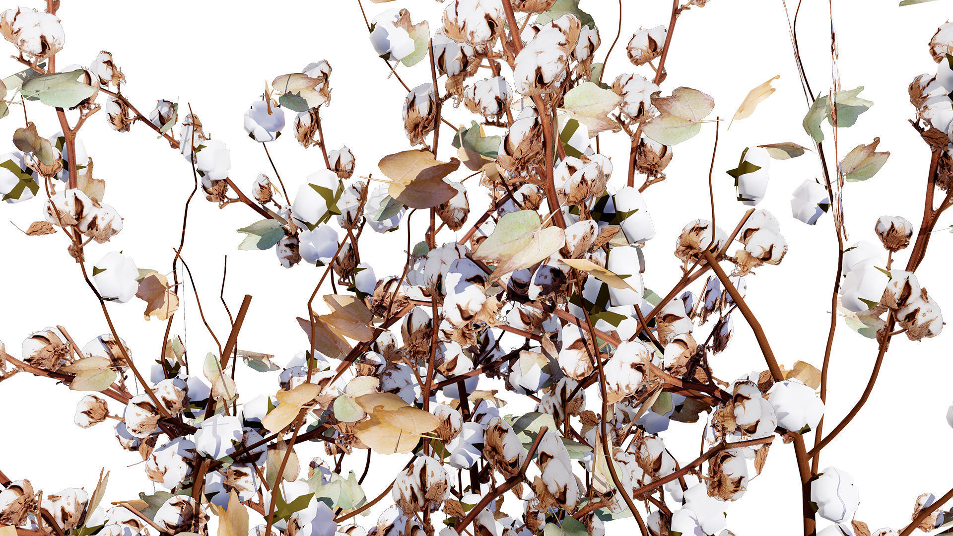 Cotton Plant 3D Model Low-poly 3D model_7