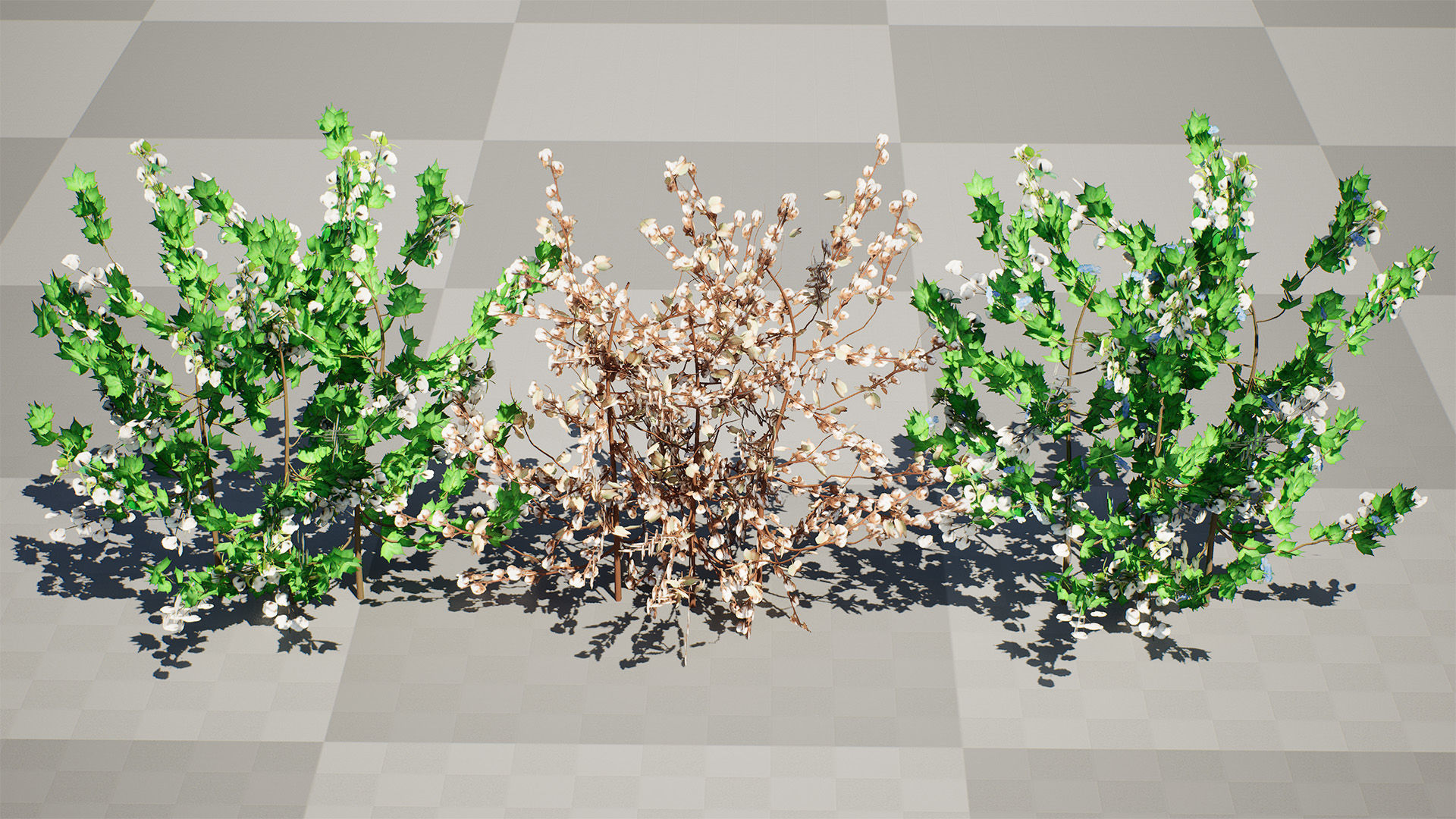 Cotton Plant 3D Model Low-poly 3D model_8