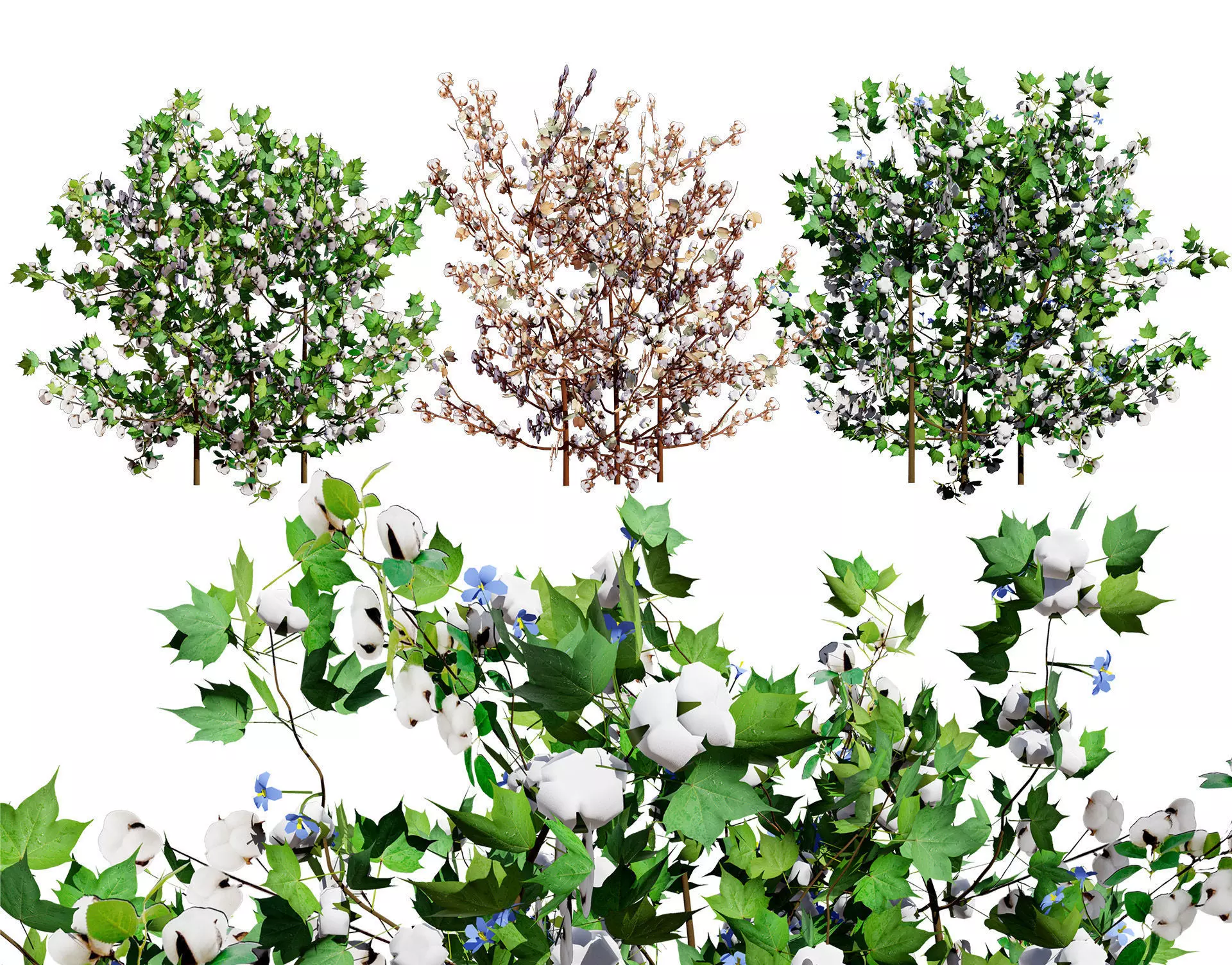 Cotton Plant 3D Model Low-poly 3D model_0