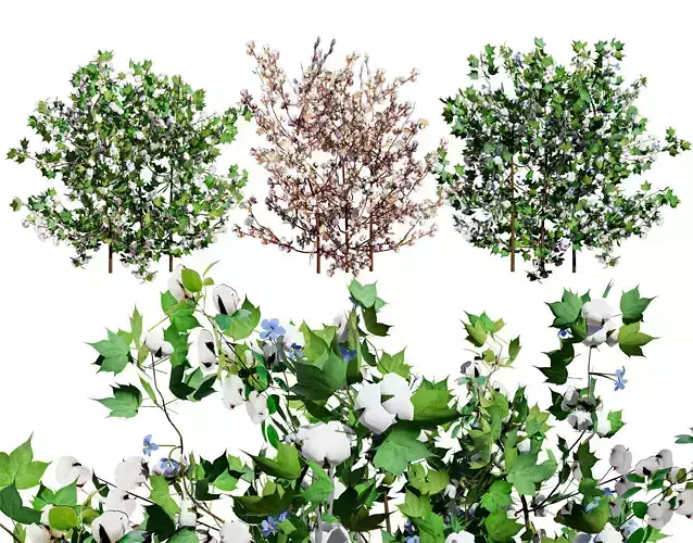 Cotton Plant 3D Model Low-poly 3D model