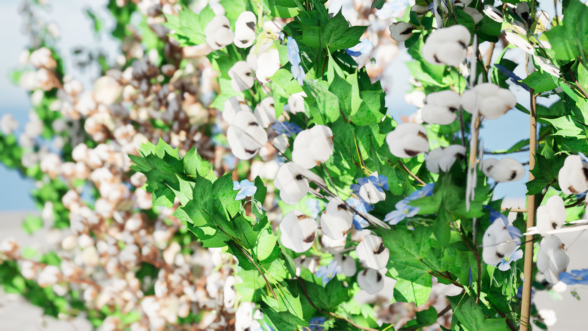 Cotton Plant 3D Model Low-poly 3D model_4