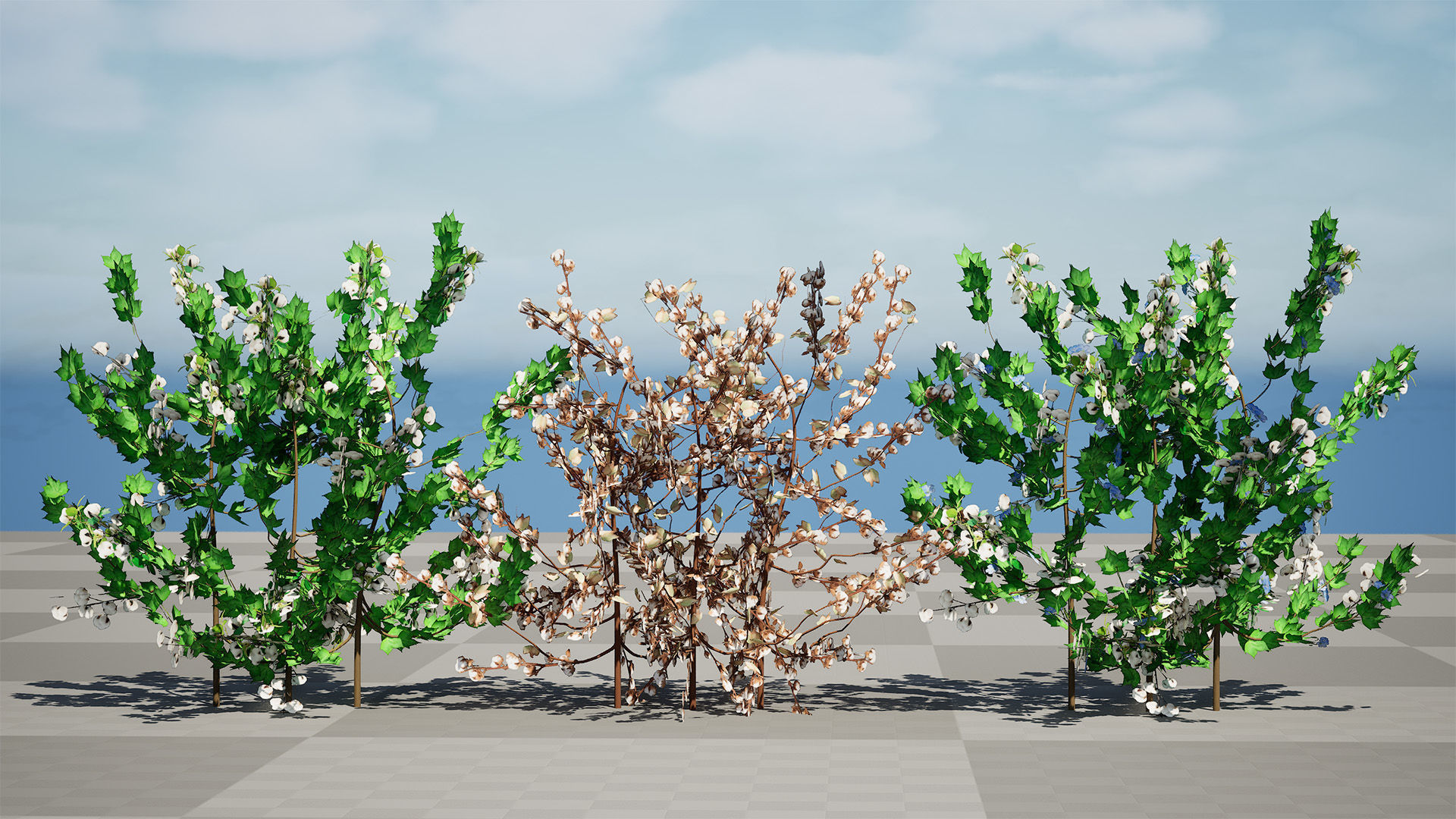 Cotton Plant 3D Model Low-poly 3D model_9