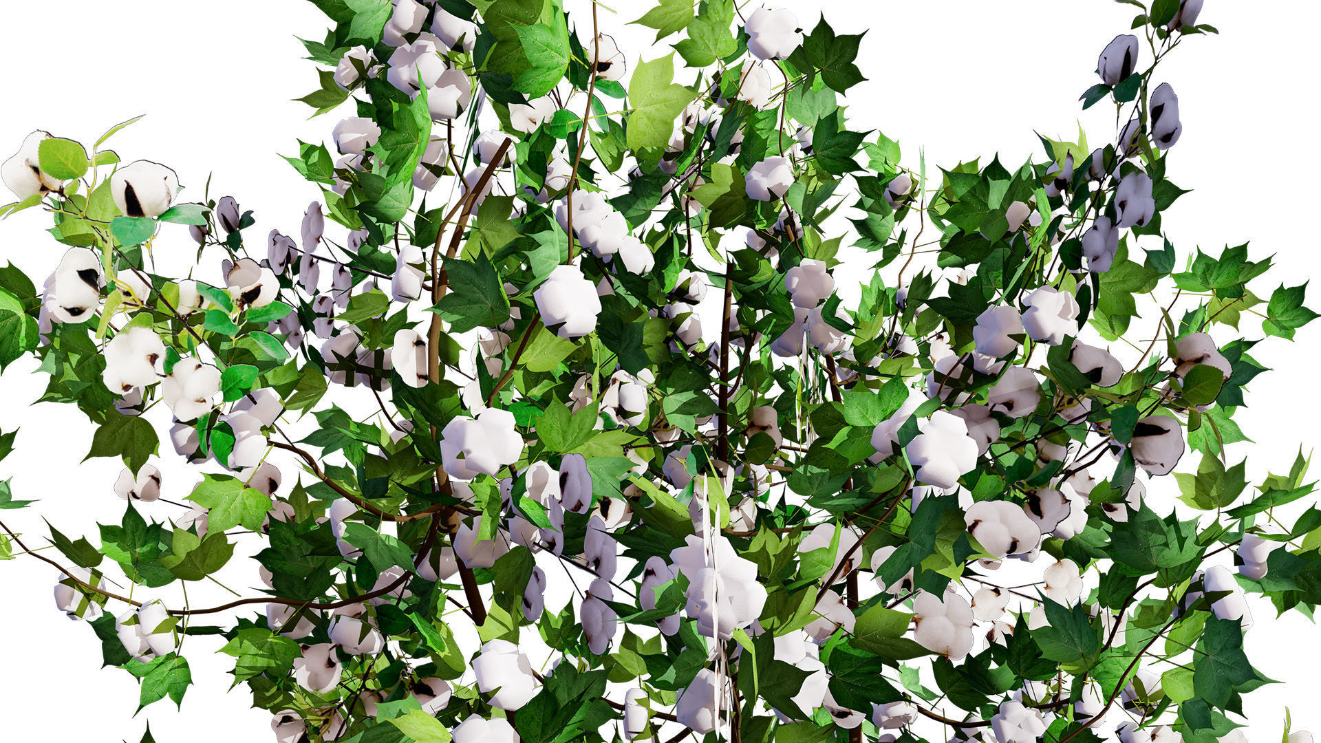 Cotton Plant 3D Model Low-poly 3D model_5