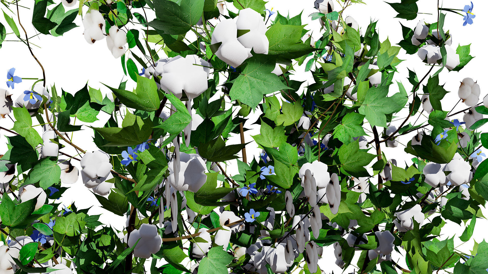 Cotton Plant 3D Model Low-poly 3D model_3