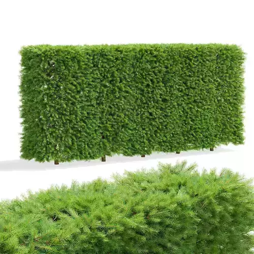 Picea abies hedge 150cm 3D model