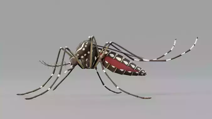 Mosquito aedes aegypti 3D model