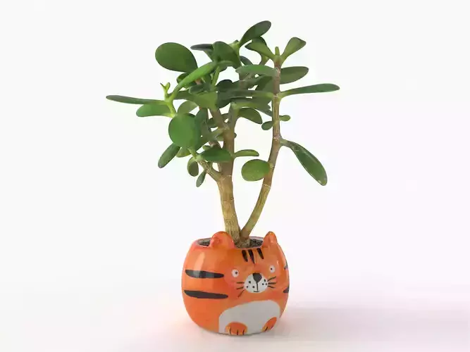 Succulent CRASSULA OVATA