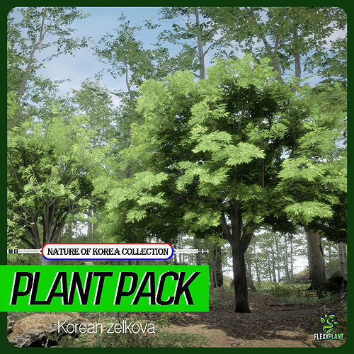Korean Endemic Species Plant - 4 Korean zelkova Conifer Tree Low-poly 3D model