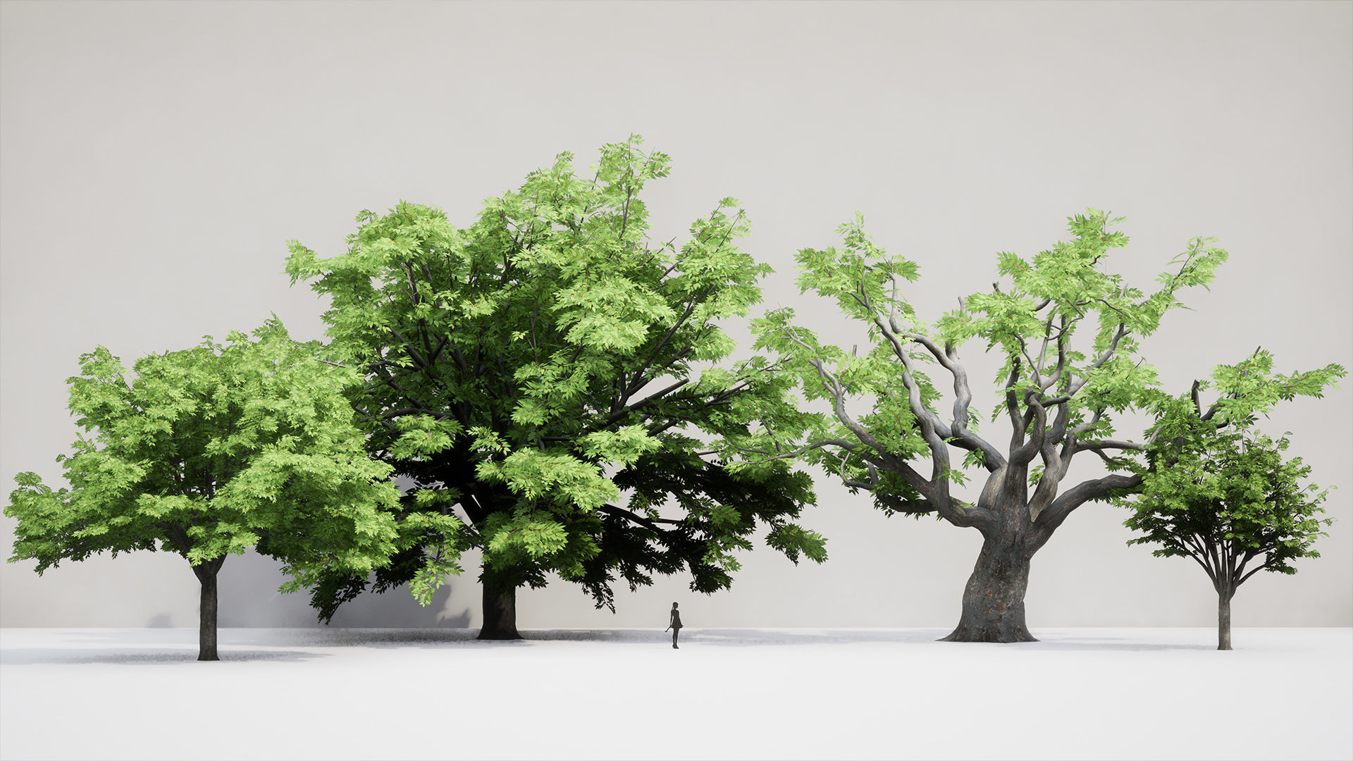 Korean Endemic Species Plant - 4 Korean zelkova Conifer Tree Low-poly 3D model_3