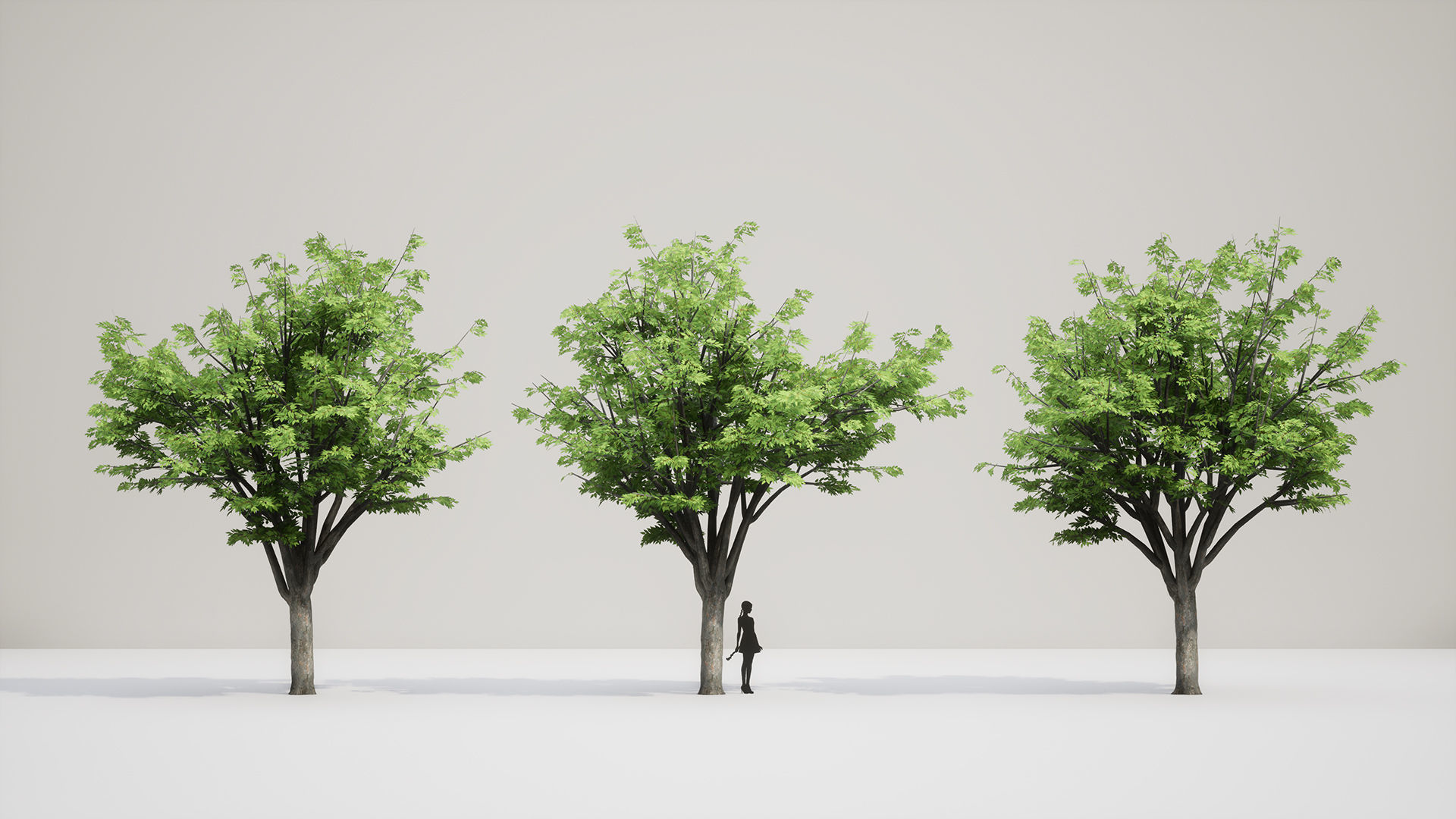 Korean Endemic Species Plant - 4 Korean zelkova Conifer Tree Low-poly 3D model_7