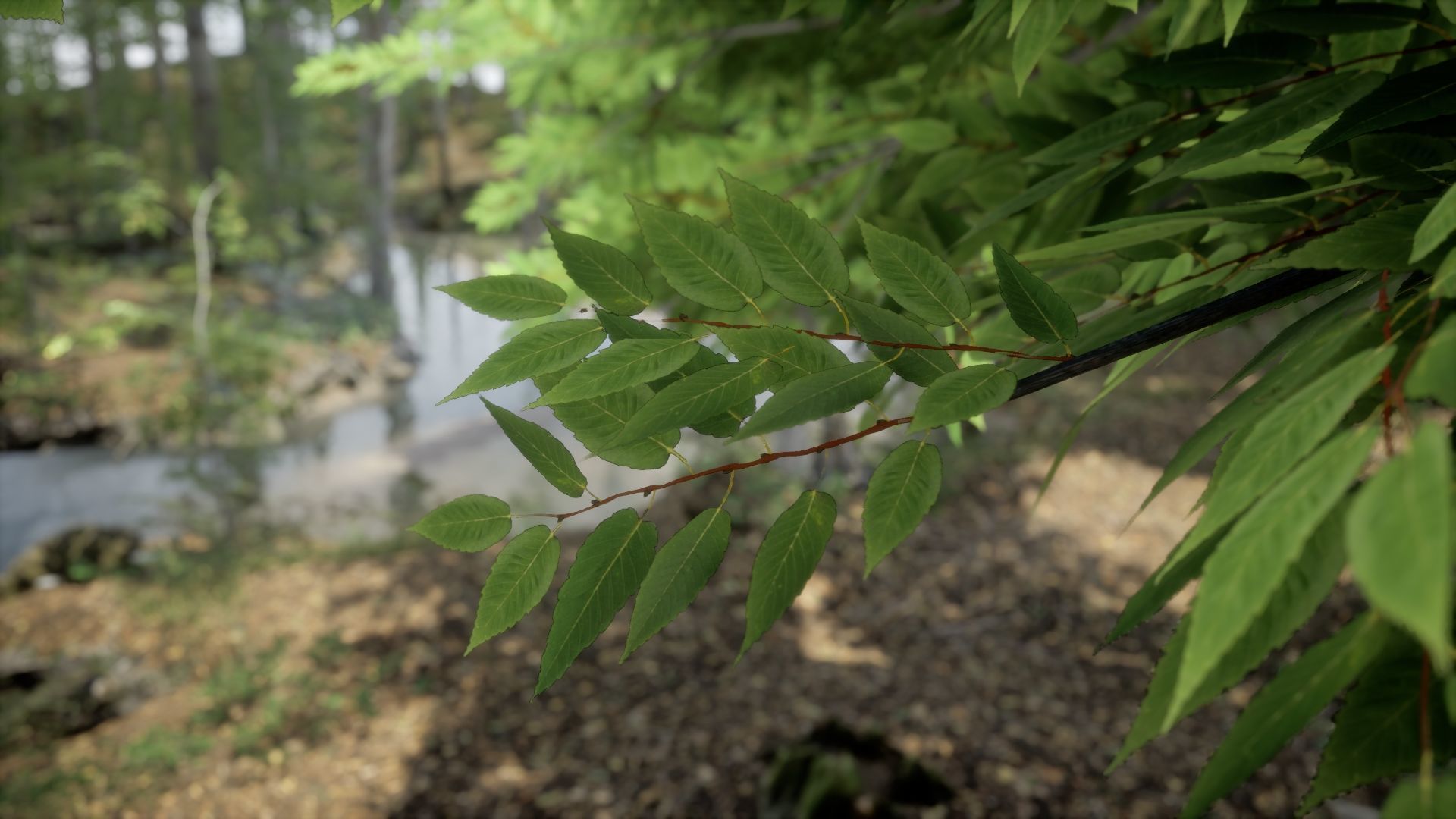 Korean Endemic Species Plant - 4 Korean zelkova Conifer Tree Low-poly 3D model_2