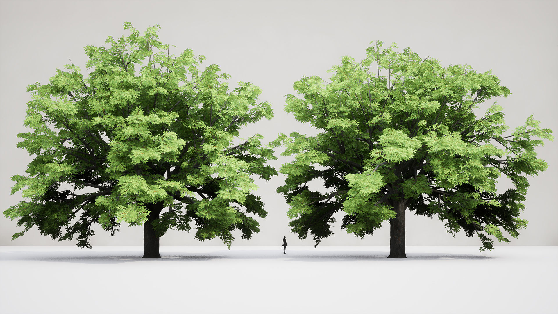 Korean Endemic Species Plant - 4 Korean zelkova Conifer Tree Low-poly 3D model_5