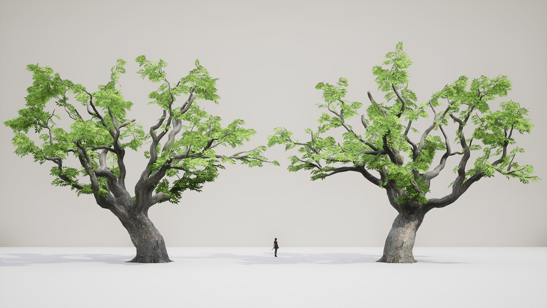 Korean Endemic Species Plant - 4 Korean zelkova Conifer Tree Low-poly 3D model_6