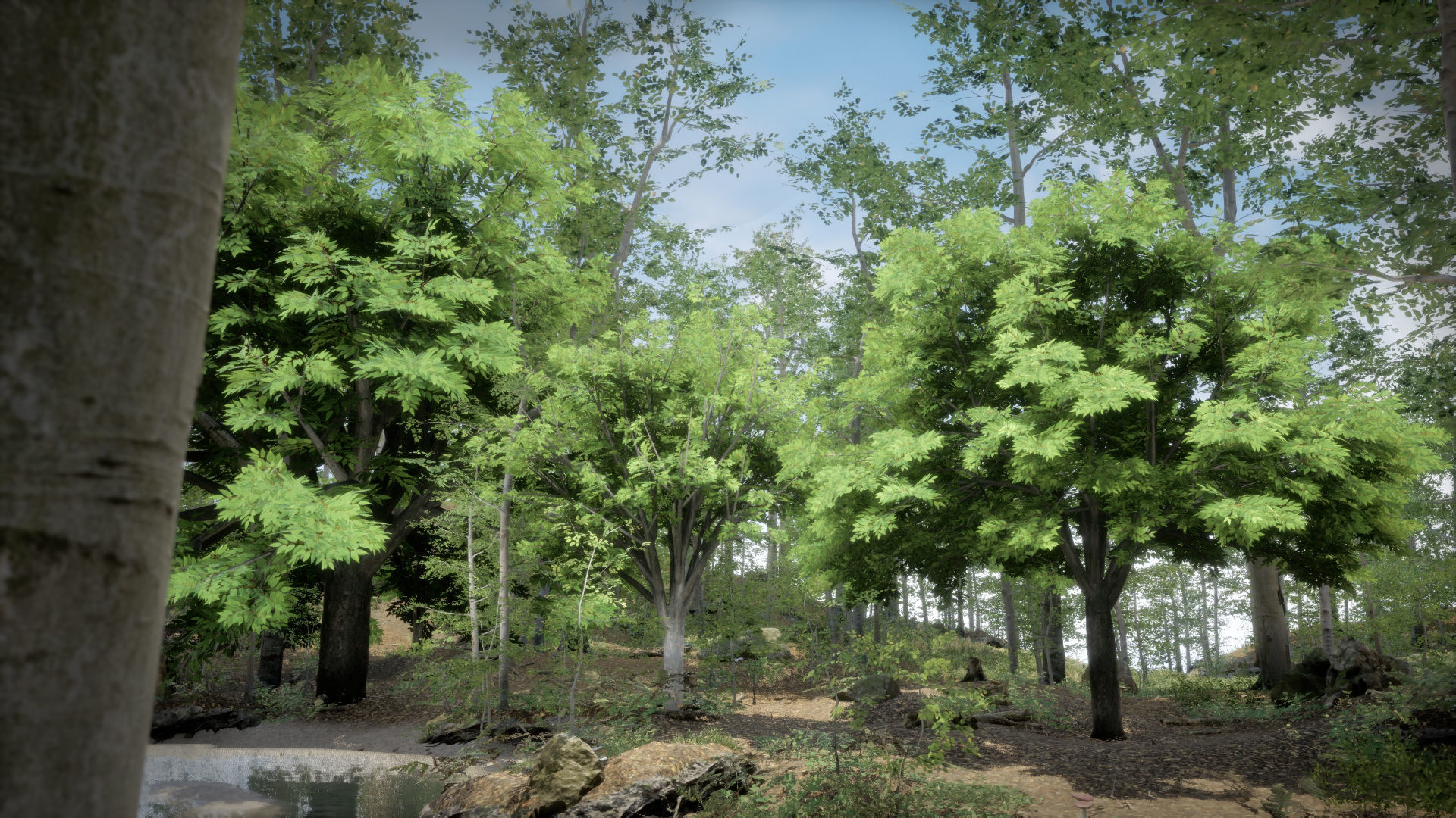 Korean Endemic Species Plant - 4 Korean zelkova Conifer Tree Low-poly 3D model_1